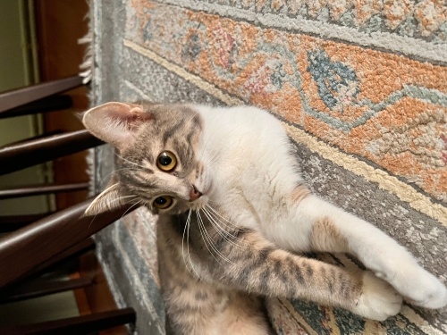 Güzel Minnoş'a acil yuva fotoğraf