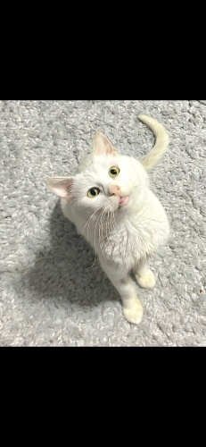 Ücretsiz sahiplenme Ankara kedi acil yuva fotoğraf