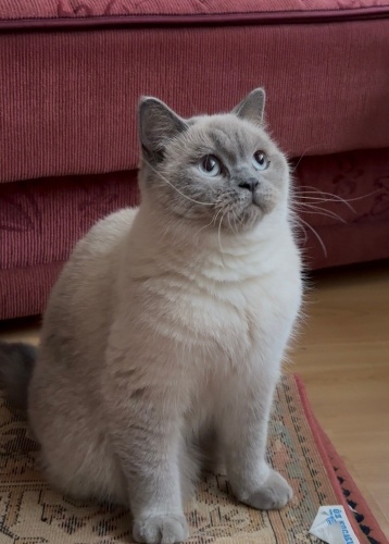 Ücretsiz sahiplendirilecek fotoğraf