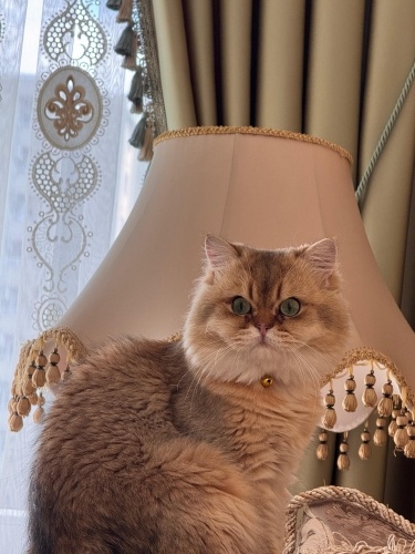 ACİL SAHİPLENDİRMEK İSTİYORUM fotoğraf