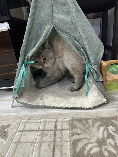 Aslan yuva arıyor fotoğraf