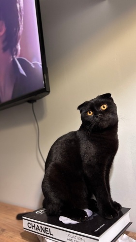 Karam çok uysal bir kedi fotoğraf