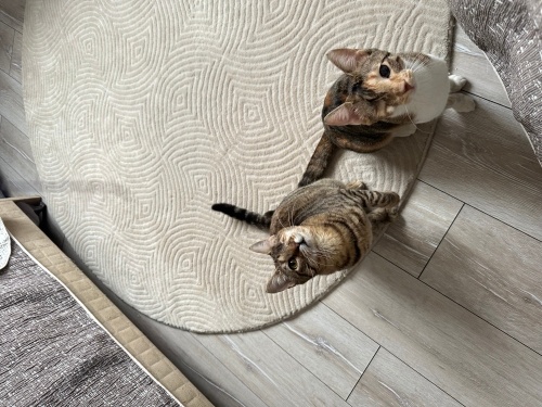 Engelli canlara öncelik! fotoğraf