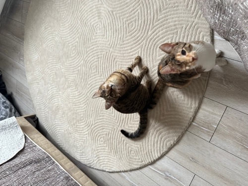 Engelli canlara öncelik! fotoğraf