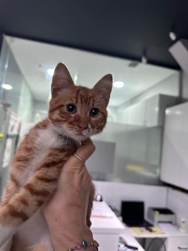 Limon ömürlük yuvasını arıyor fotoğraf