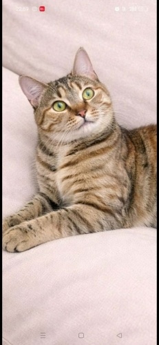 Çok acil yuva ariyor fotoğraf