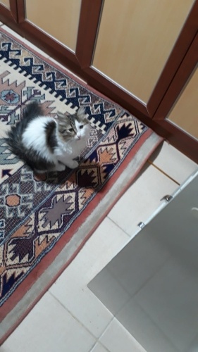 Oglumuz pofidik yeni yuvasını arıyor fotoğraf