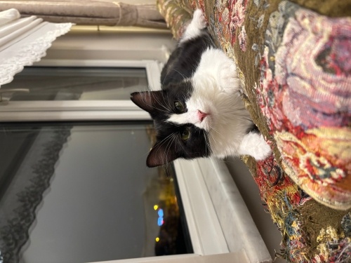 Felix yuvasını arıyor fotoğraf