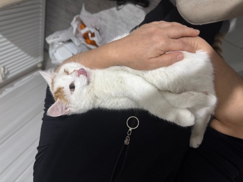 Tek gözü görmüyor çok oyuncu ve tatlı fotoğraf