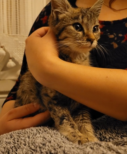 ÇOK SAKİN NAİF Bİ TEKİR, KEDİNİZLE KOLAYCA ARKADAŞ OLABİLİR fotoğraf