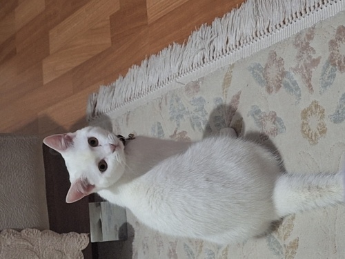 Pamuğumuza güvenli bir yuva arıyoruz fotoğraf