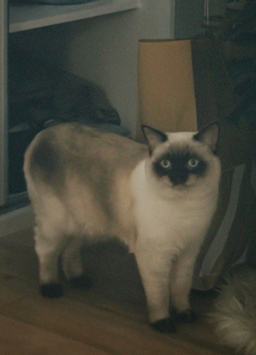 2 yaşında erkek blue point fotoğraf