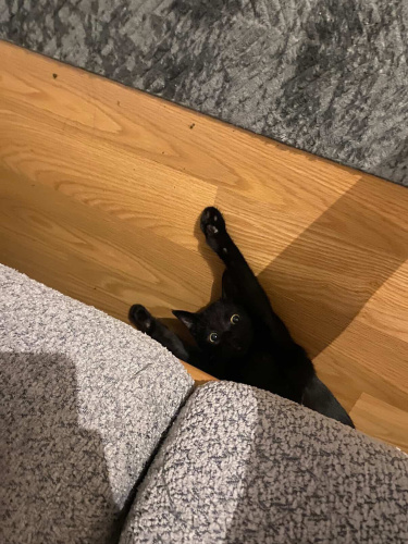 Siyah olduğu için kimse istemiyor siz bir şans verin fotoğraf