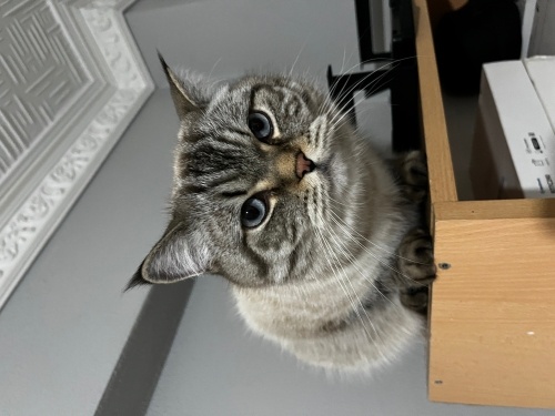 Leo’ya Ömürlük Yuva Arıyoruz fotoğraf