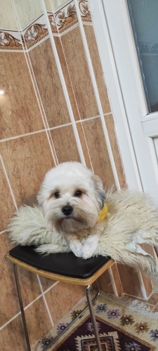 Oyuncu, ilgilenilmesini ve gezmeyi çok sever fotoğraf