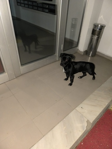 Çok acil geçici kalıcı yuva fotoğraf