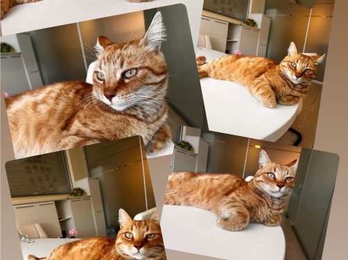 İnsana alışkın Sarman oğlan fotoğraf