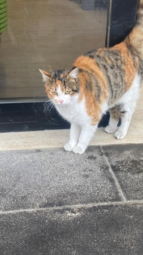 3 aydır İş Mahkemeleri önündeki terkedilen kedi fotoğraf