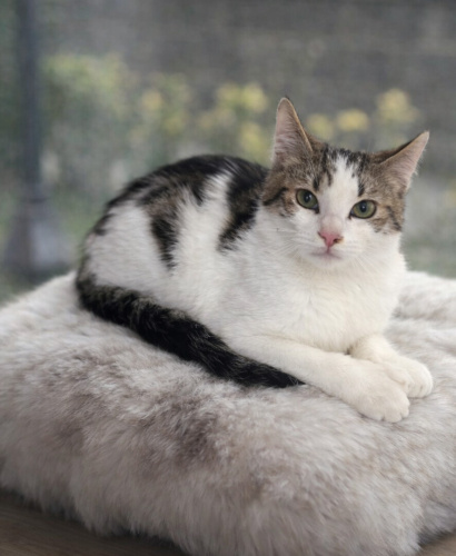 MONO YUVA ARIYOR fotoğraf