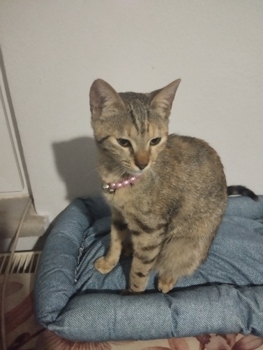 Pembe İncili prenses yuvasını arıyor fotoğraf