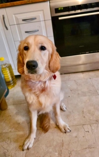 10 AYLIK GOLDEN KIZ, SAHİBİ BİLDİĞİ KİŞİLER BARINAĞA GÖTÜRÜYORKEN ALINDI fotoğraf