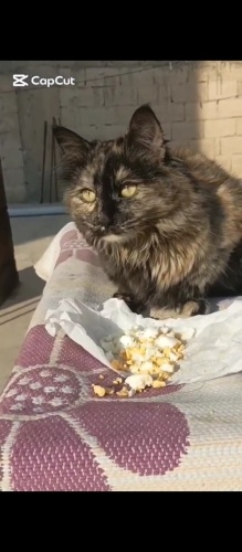 Ponçiğe acil yuva fotoğraf