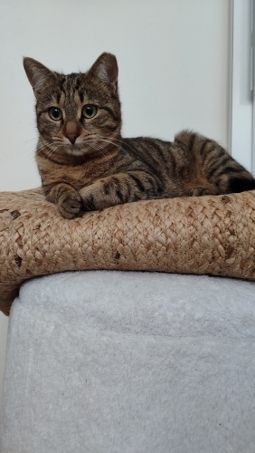 Sahiplenmek için kucağınız müsaitse kaçırmayın♥️ fotoğraf