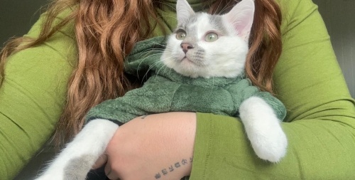 Sevecen, Sakin, Uyumlu Şantiye Kedimiz fotoğraf