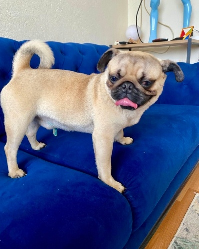 7 AYLIK PUG OĞLAN ÜRETİCİYE VERİLECEKKEN KURTARILDI GEÇİCİ YUVADA ZAMANI AZ😔 fotoğraf