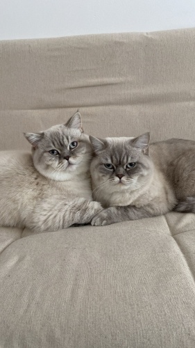 ACİL YUVA SAHİBİ EVLENİYOR SOKAKTA KALACAK fotoğraf