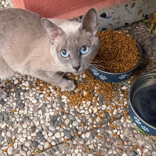 Boncuk gözlü,yakişıklı fotoğraf