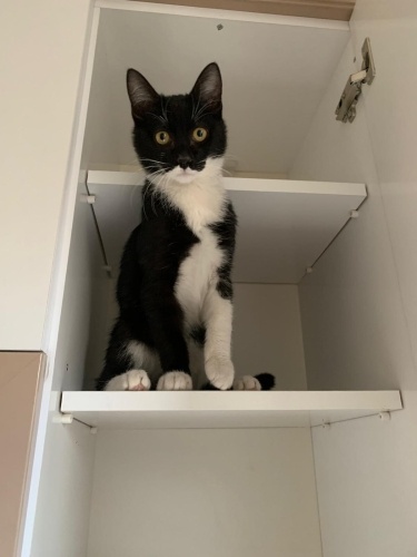 Başım üstünde yerin var diyebileceğiniz sevgi arsızı bir oğlan fotoğraf