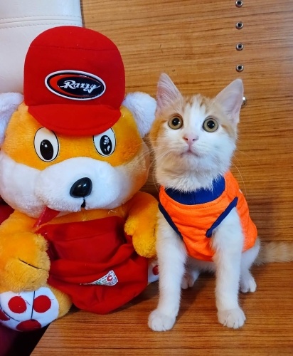 LOKUM BEBEK AİLESİNİ ARIYOR fotoğraf