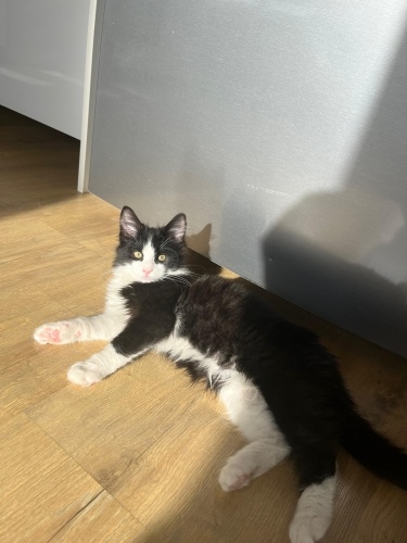 Boncuğa ömürlük Yuva fotoğraf