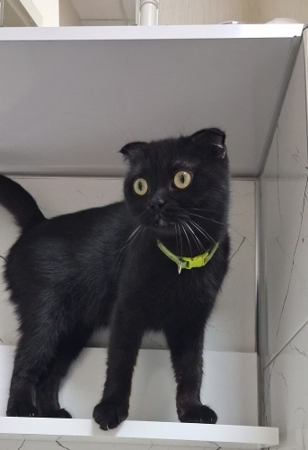 SOKAKTA KALMIŞ KEDİMİZE YUVA ARIYORUZ fotoğraf