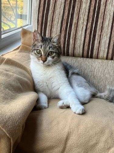 Defne'ye kalıcı bir yuva arıyorum. fotoğraf