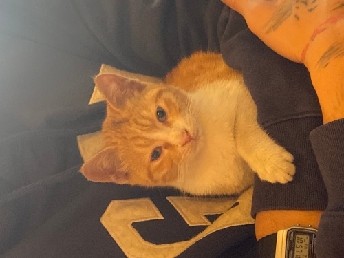 Minik misafirimize yuva arıyoruz. fotoğraf