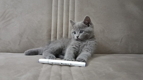 Mecburi ücretsiz sahiplendirme fotoğraf