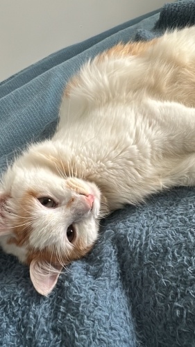 Pamuk ömürlük yuvasını arıyor fotoğraf