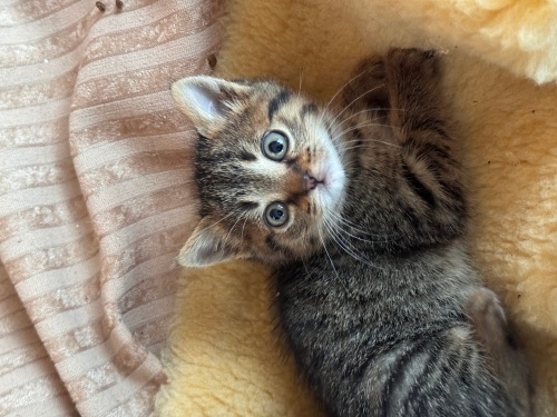 MUNCHKİN SURATLI YAVRUYA YUVA fotoğraf