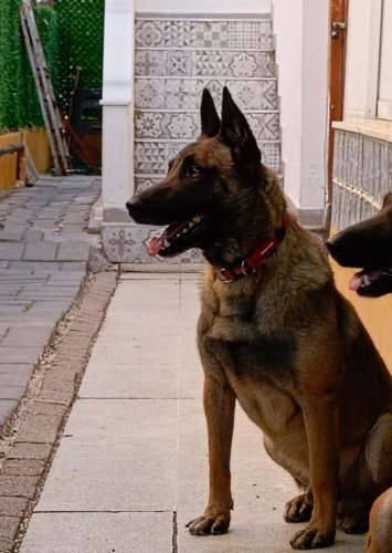 Belçikalı Yeni Yuva Arıyor fotoğraf