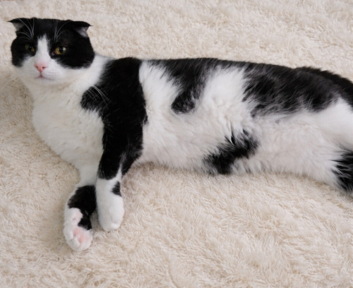 BONİ YUVA ARIYOR fotoğraf