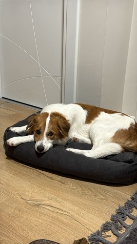 Leoya ömürlük kalıcı yuva fotoğraf