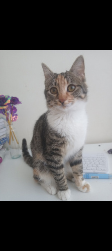 Kucak bebeği yavru fotoğraf