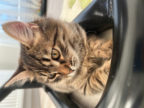 Sahilden kurtarildi fotoğraf