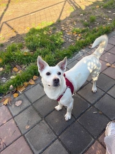 Ücretsiz sahiplenme jack Russell acil yuva fotoğraf