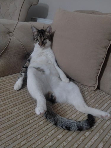 Fındık için kalıcı yuva arıyoruz fotoğraf