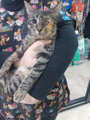 Tekiriş Cins mi cins kedi fotoğraf