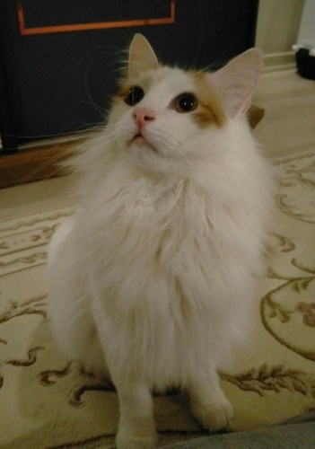 Pamuk için kalıcı yuva arıyoruz fotoğraf