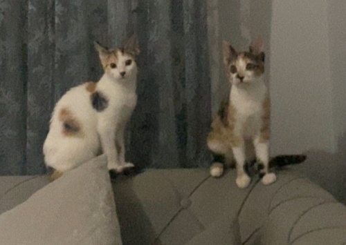 5 Aylık civarı iki kız kardeş; aşıları tam çipli fotoğraf